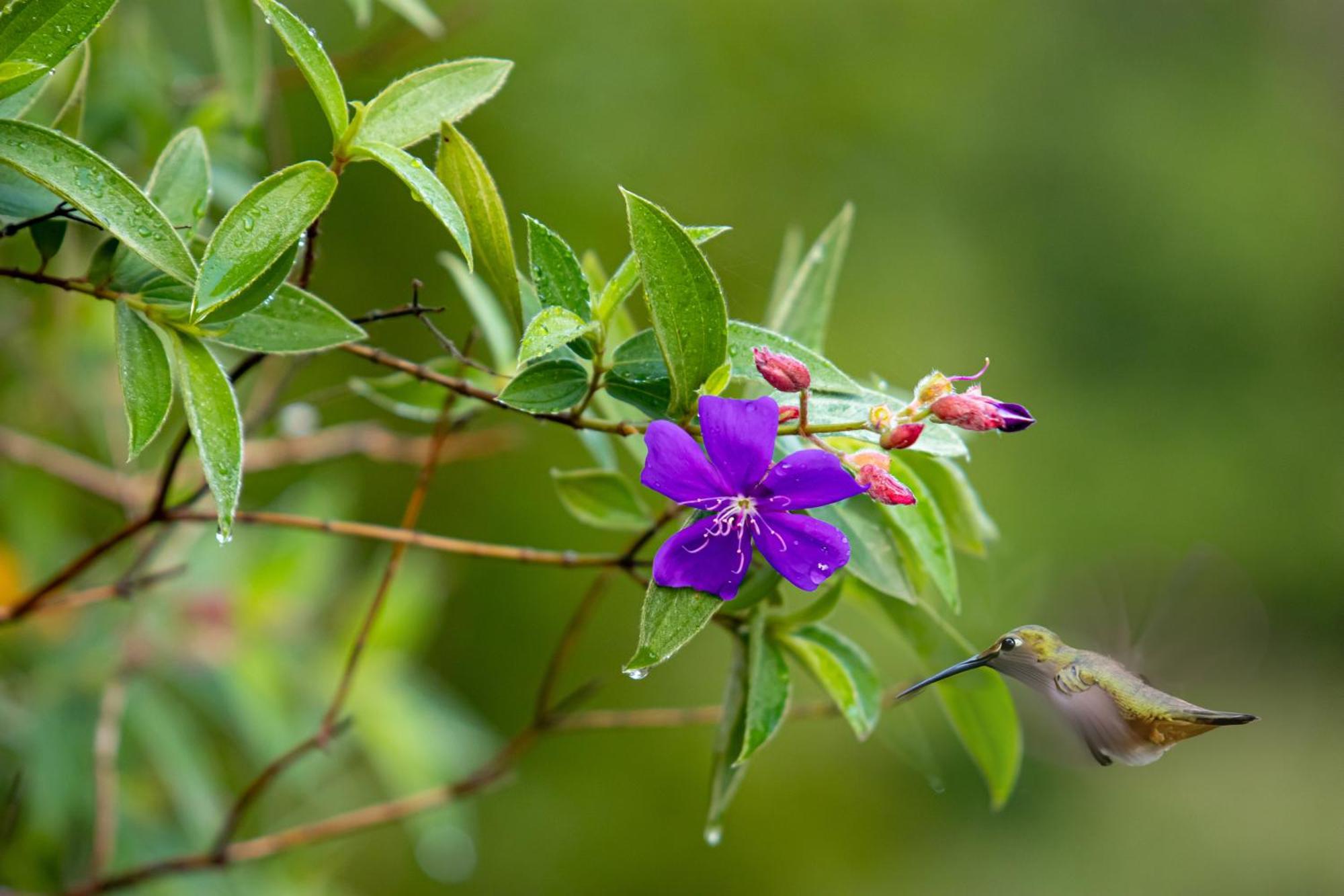 Heliconias Rainforest Lodge 比加瓜 外观 照片