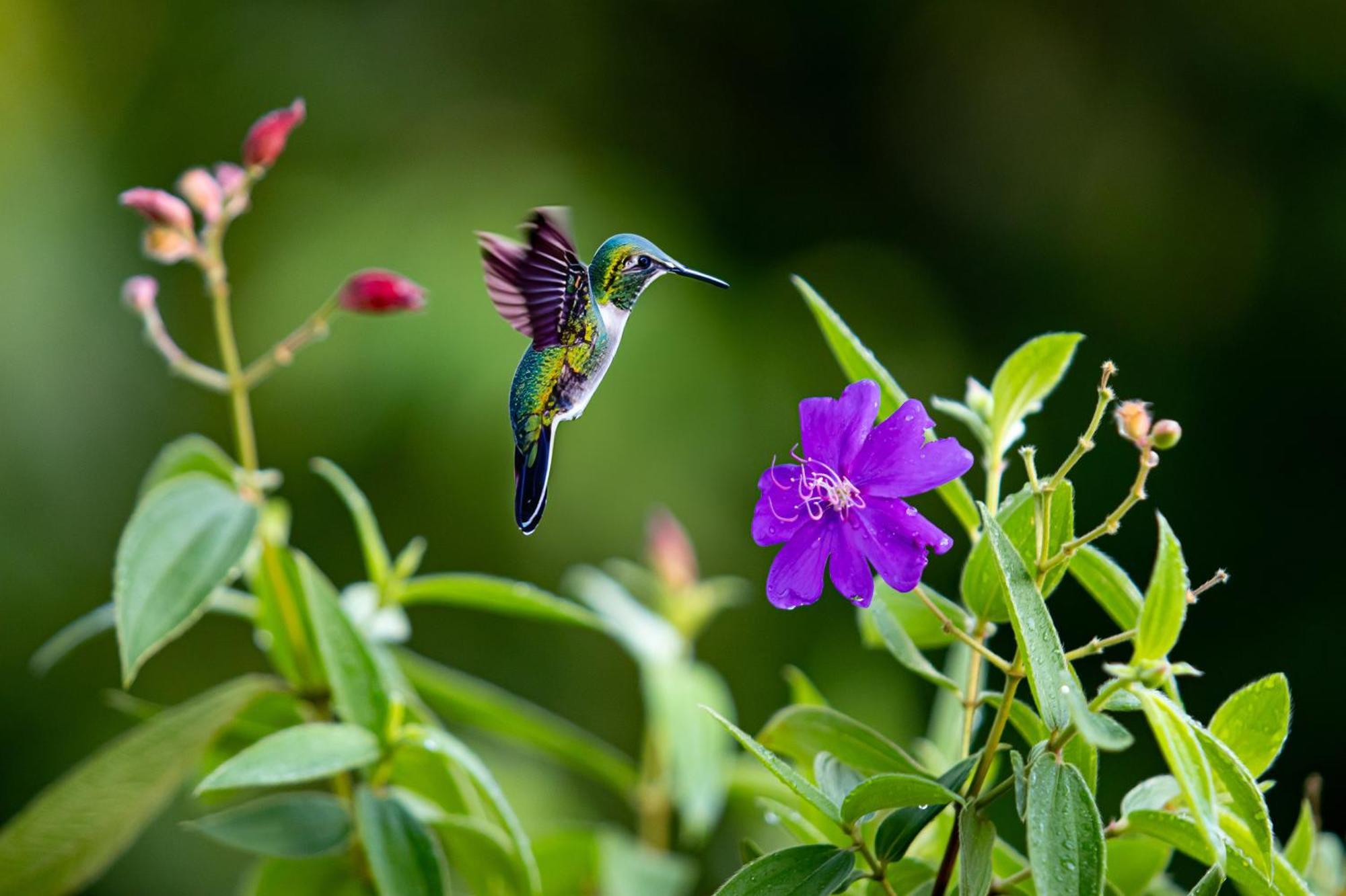 Heliconias Rainforest Lodge 比加瓜 外观 照片