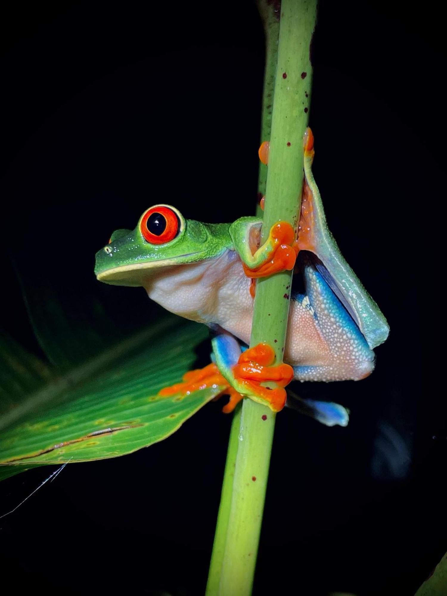 Heliconias Rainforest Lodge 比加瓜 外观 照片